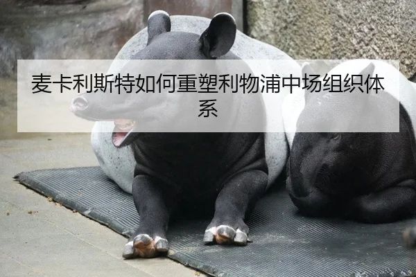 麦卡利斯特如何重塑利物浦中场组织体系